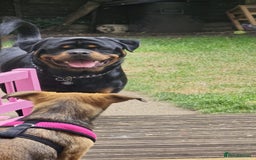 Rottweiler dogs for stud: Champion Bloodline Rottweiler Stud - Image 12