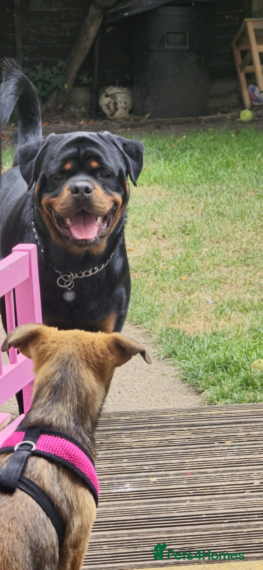 Rottweiler dogs for stud: Champion Bloodline Rottweiler Stud - Image 12