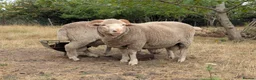 Sheep livestock for sale: Merino sheep - Advert 8