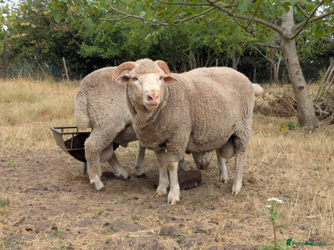 Sheep livestock for sale: Merino sheep - Advert 8