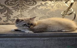 Ragdoll cats for sale: Stunning registered seal tabby ragdoll GC lines - Image 15