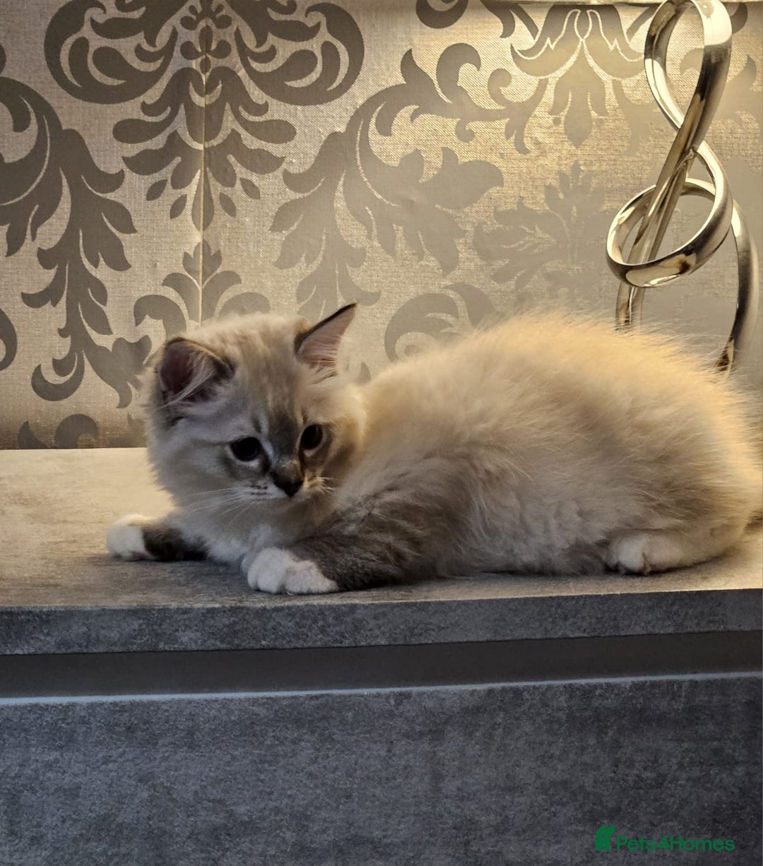 Ragdoll cats for sale: Stunning registered seal tabby ragdoll GC lines - Image 15
