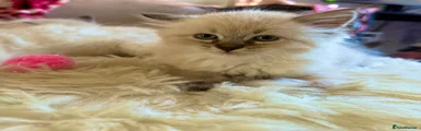 Siberian Kitten 3