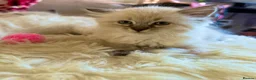 Siberian cats for sale: Hypoallergenic Siberian Neva Masquerade kittens - Advert 5