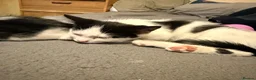 Mixed Breed cats for sale: 5 black and white kittens  - Advert 4
