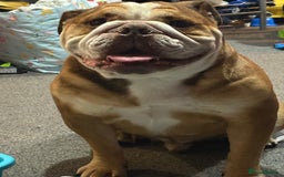 English Bulldog dogs for sale: Bear - British Bulldog, 5 years old - Image 3