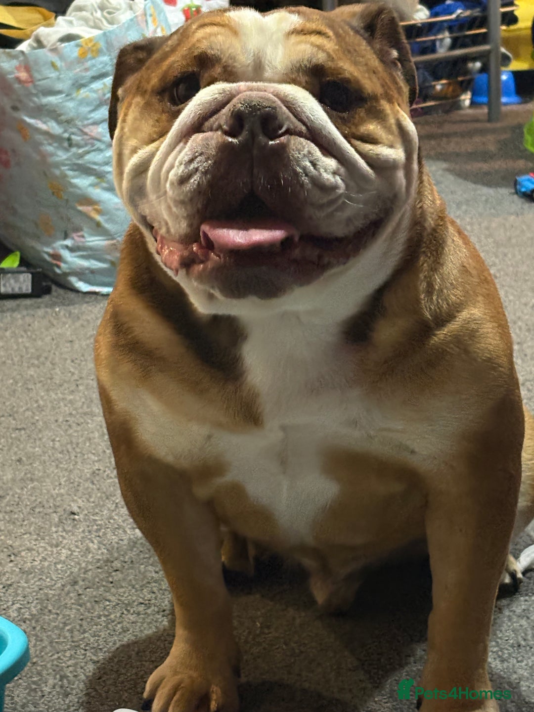 English Bulldog dogs for sale: Bear - British Bulldog, 5 years old - Image 3