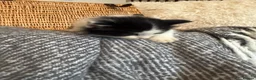 Ragdoll cats for sale: Ragdoll mix shorthair  - Advert 17