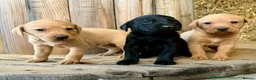 Labrador Retriever dogs for sale: Beautiful black Labrador  - Advert 3