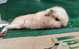 Guinea Pig rodents for sale: Baby Sows. Swiss, Self and Dalmation. - Image 4