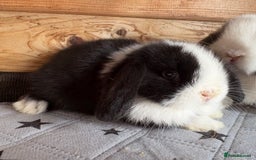 Mini Lop rabbits for sale: 2 beautiful pure mini lop babies - Image 8