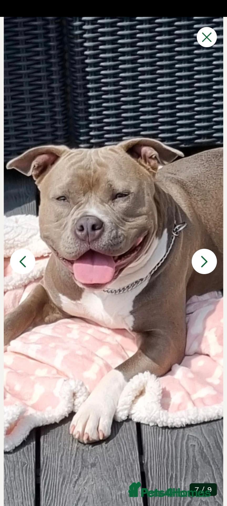 Staffordshire Bull Terrier dogs Staffy s due on the 23rd - Advert 4