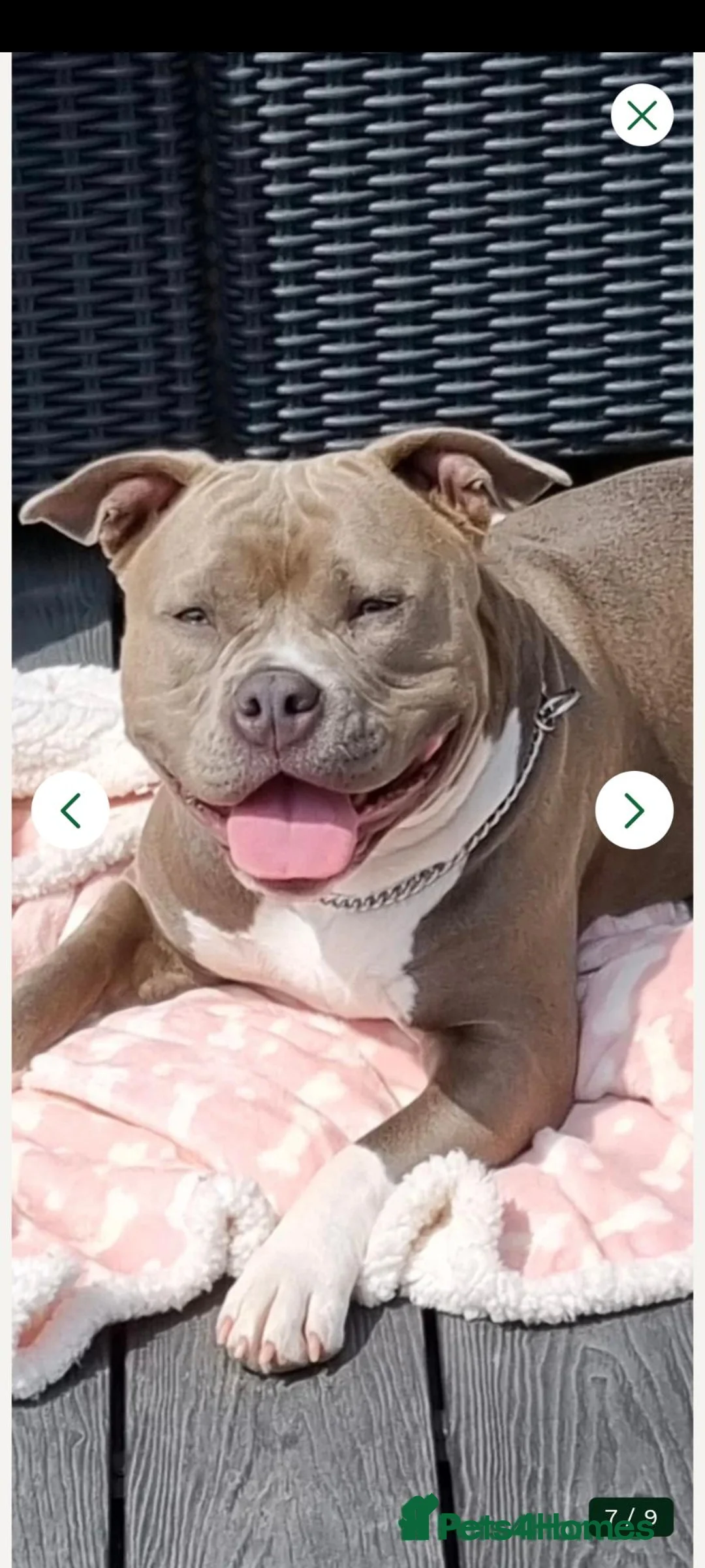 Staffordshire Bull Terrier dogs for sale: Staffy s due on the 23rd - Advert 1