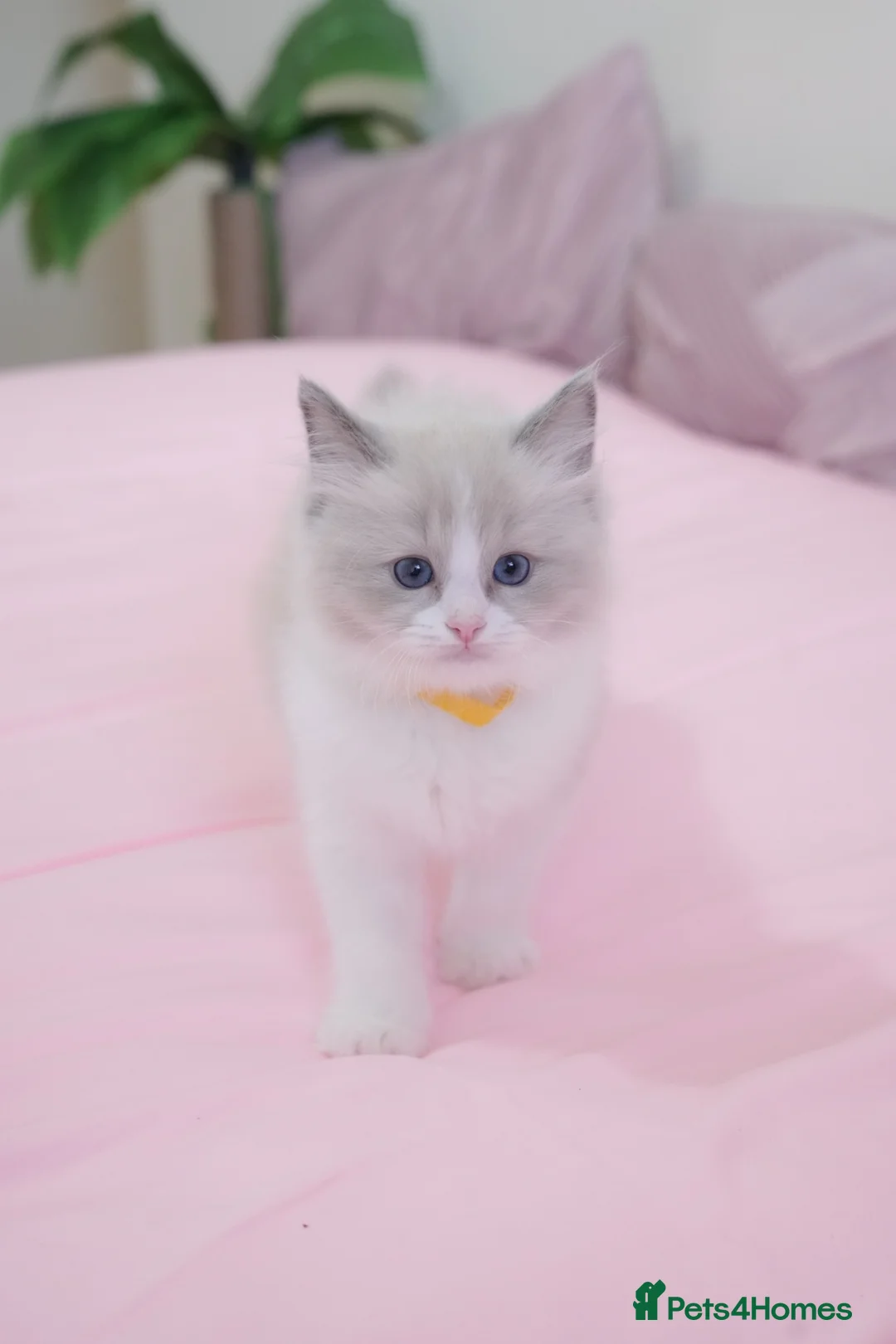 Ragdoll cats for sale: Beautiful Ragdolls  in Oldbury - Advert 1