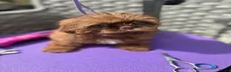 Shih Tzu dogs for sale:  Ready Now KC & DNA Health Tested - Advert 8