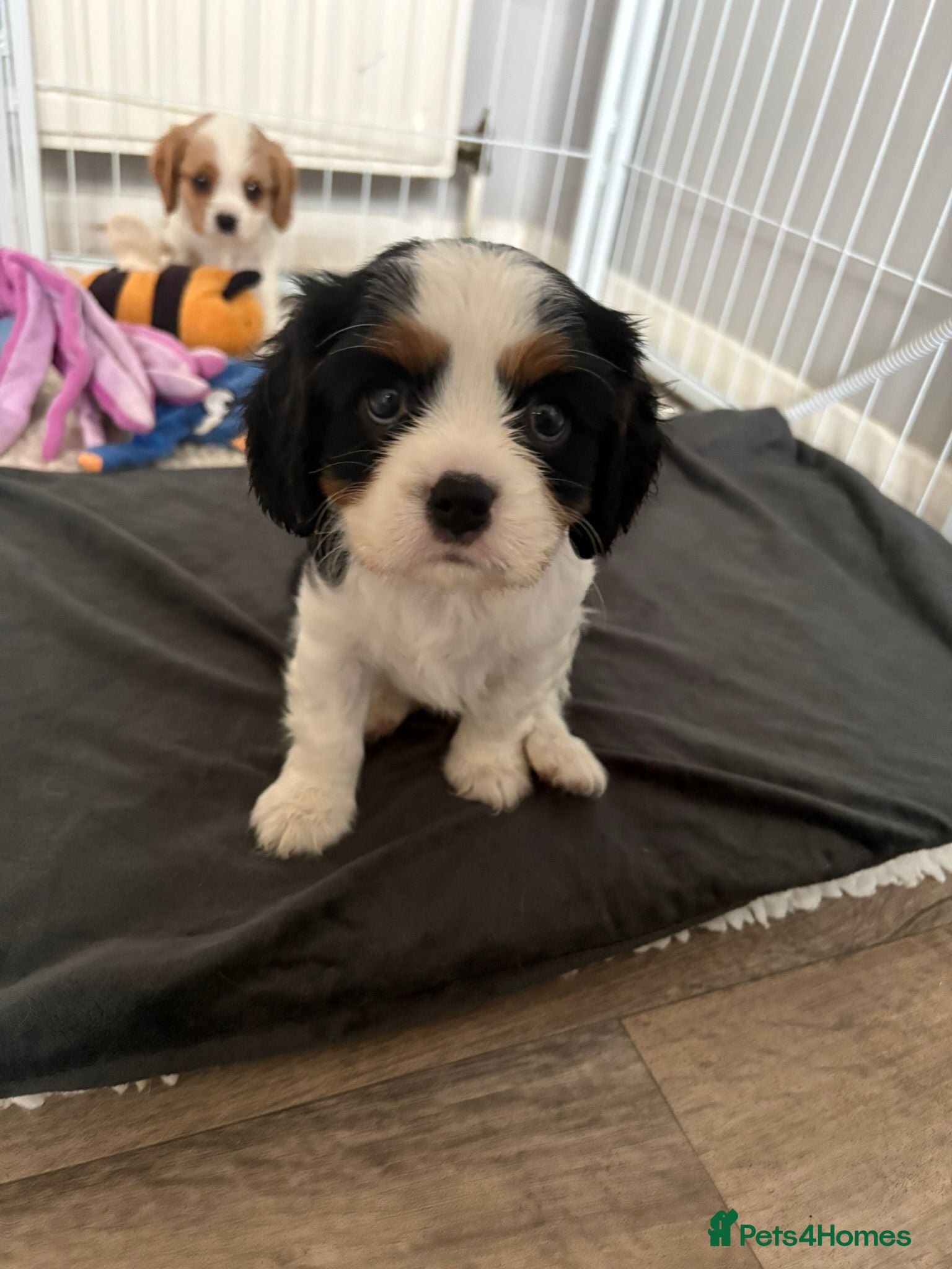 Cavalier King Charles Spaniel dogs DNA Tested Cavalier King Charles Puppies - Advert 2