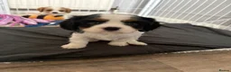 Cavalier King Charles Spaniel dogs for sale: DNA Tested Cavalier King Charles Puppies - Advert 2
