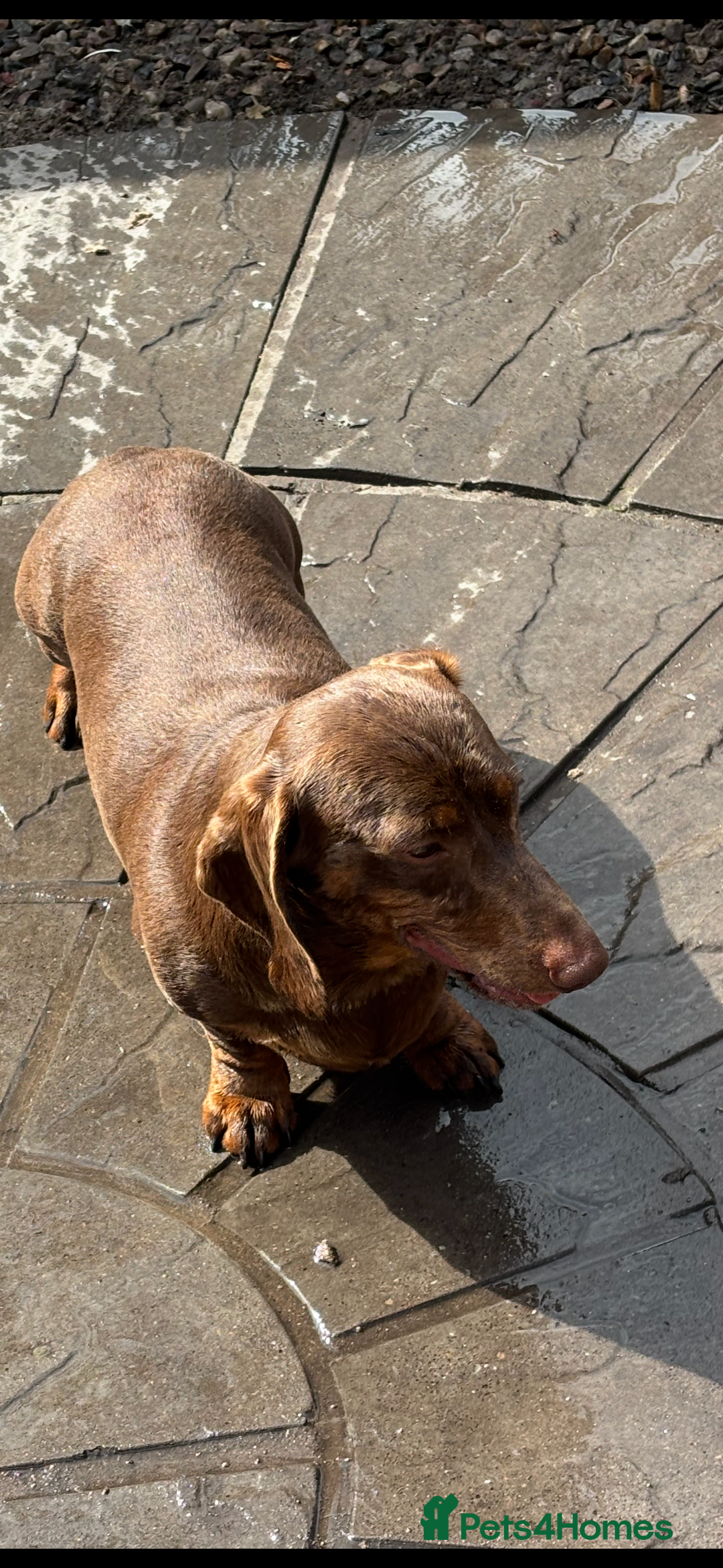 Miniature Dachshund dogs for sale: Mini dachshund smooth 1 choc&tan boy available  - Image 26