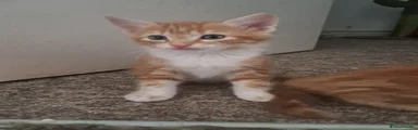 Mixed Breed Kitten 2