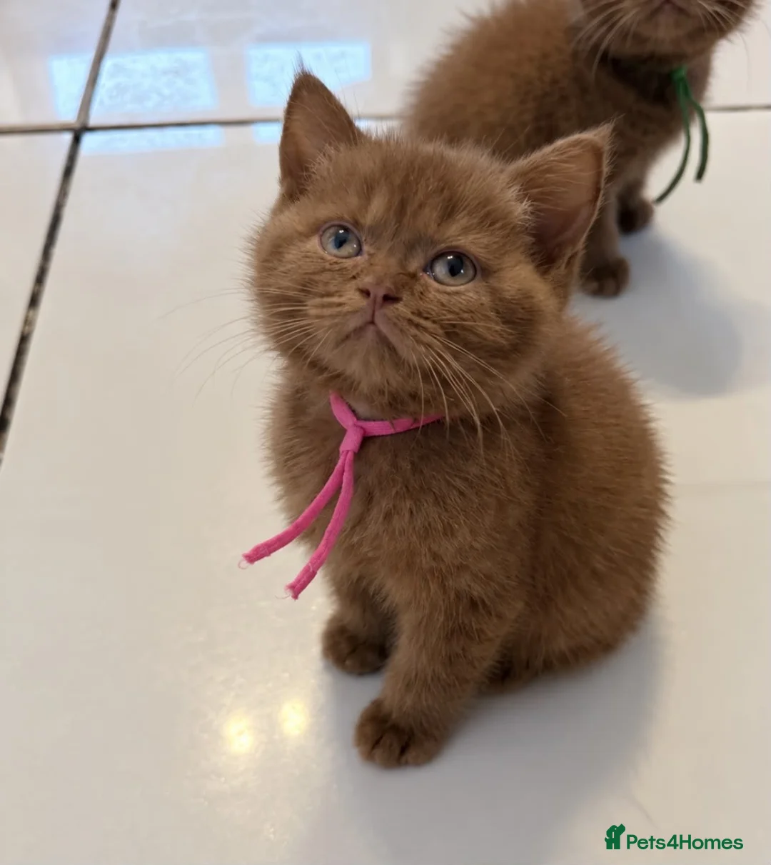 British Shorthair cats for sale: British shorthair  - Advert 1