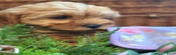 Cavapoo dogs for sale: 🐾Cavapoo health tested 🐶ready now 🐾 in Romford - Advert 17