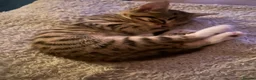 Mixed Breed cats for sale: Mixed bengal - Advert 5