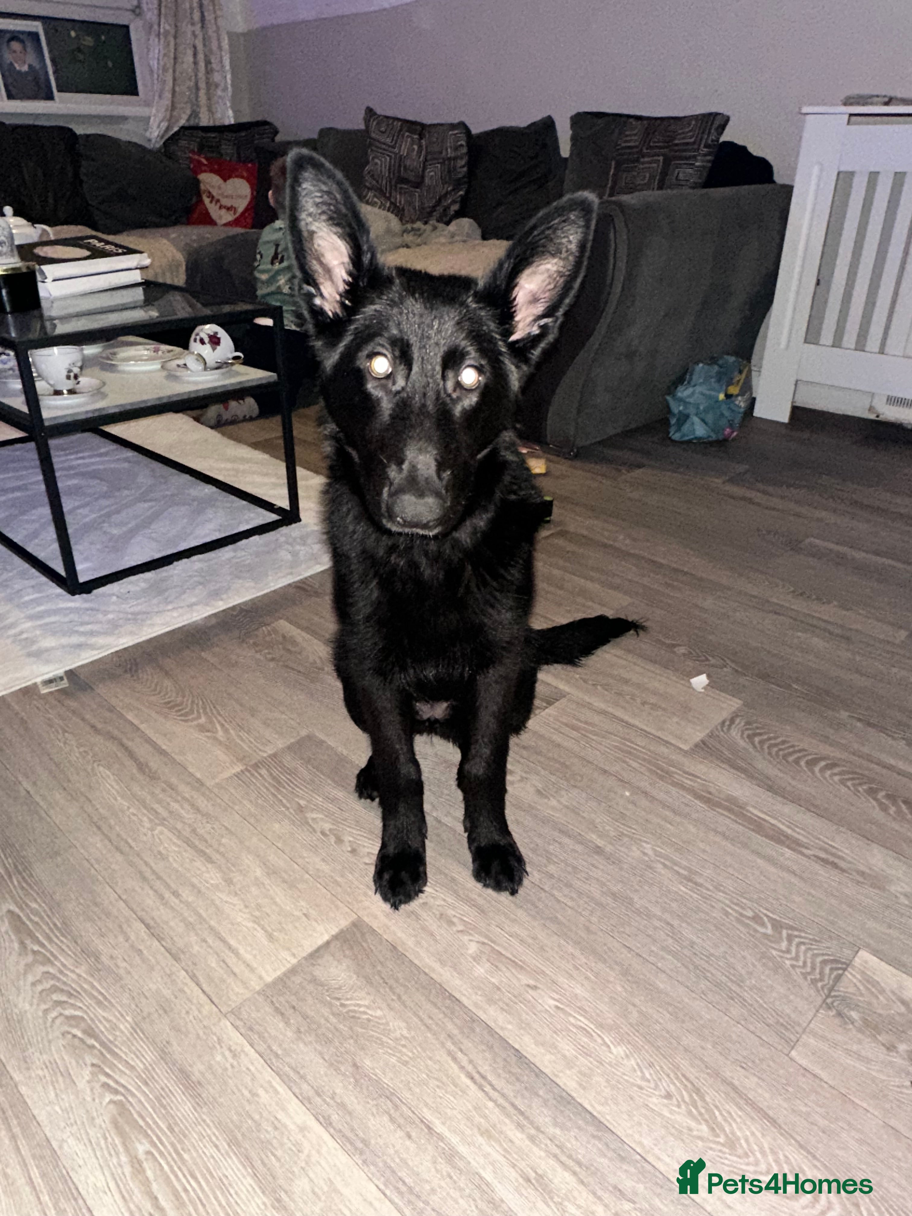 German Shepherd dogs German Shepherd - Advert 1