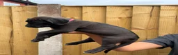 Cane Corso dogs for sale: Exceptional 88% Cane Corso / 12% Malinois Puppies in Preston - Advert 27