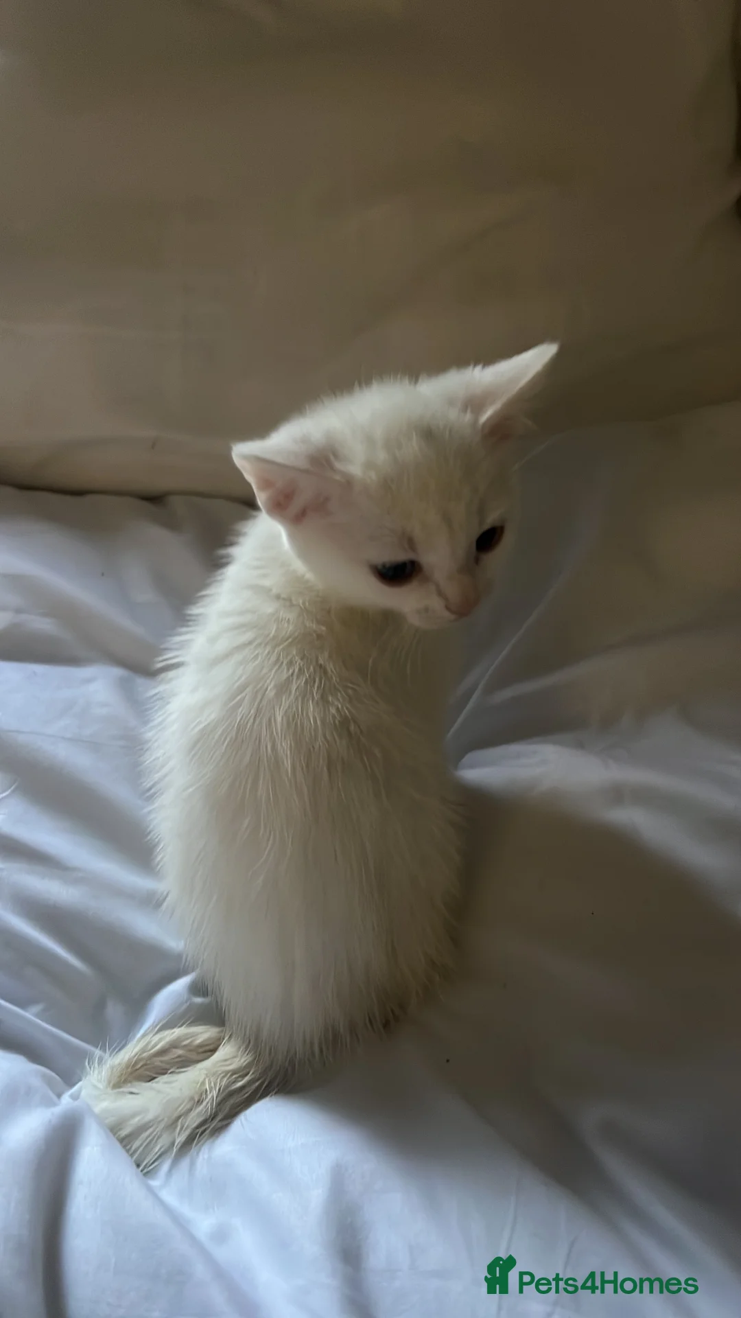 Turkish Angora cats for sale: ONE GIRL LEFT / Turkish Angola white kittens  - Advert 1