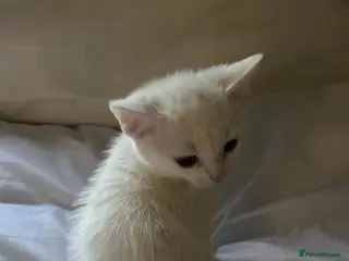 Turkish Angora cats Turkish Angola white kittens - Advert 6