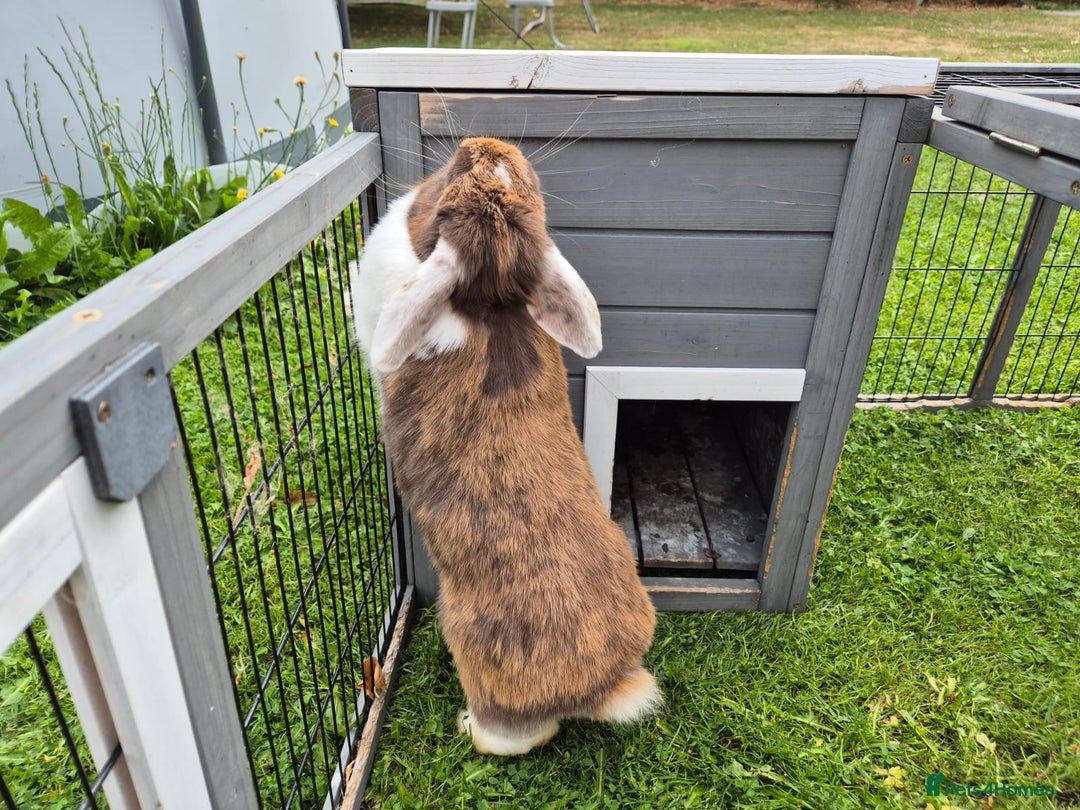 Mini Lop rabbits for sale: brown and white mini lop rabbit buck.  - Image 3