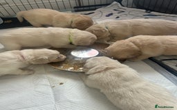 Golden Retriever dogs for sale: Golden retriever puppies  - Image 39