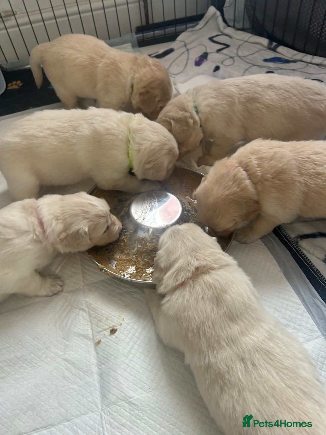 Golden Retriever dogs for sale: Golden retriever puppies  - Image 39