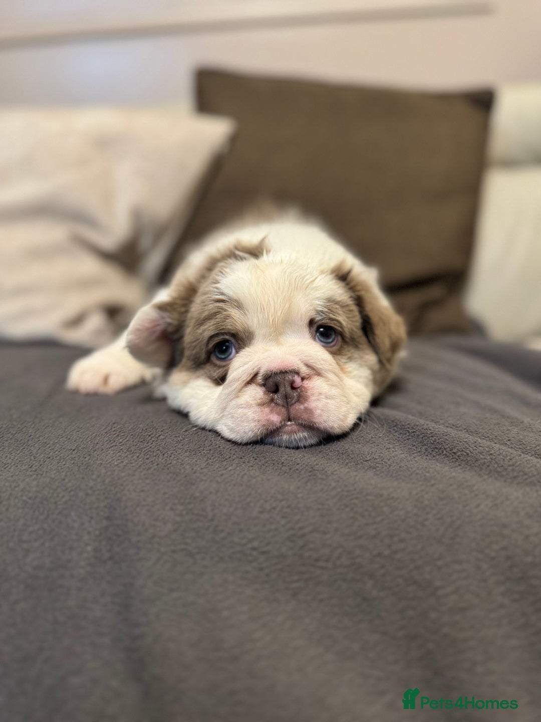 Mixed Breed dogs for sale: Bulldog puppies  - Advert 17