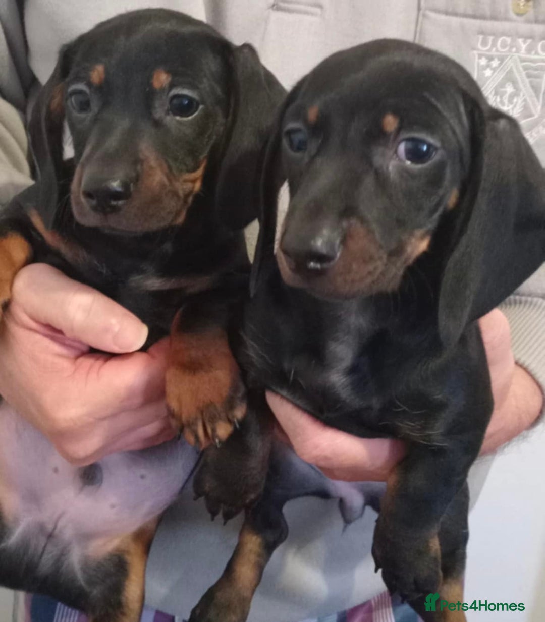 Miniature Dachshund dogs for sale: Stunning miniature dachshund  - Advert 1