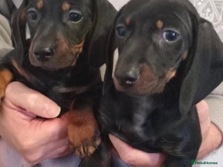 Miniature Dachshund dogs Stunning miniature dachshund - Advert 9