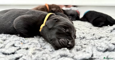 Labrador Retriever dogs - Advert 4