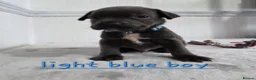 Staffordshire Bull Terrier dogs for sale: Beautiful Blue Staffies ❤️🙌 - Advert 19