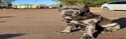 Cane Corso dogs for stud: Cane Corso for Stud in St Albans - Advert 4