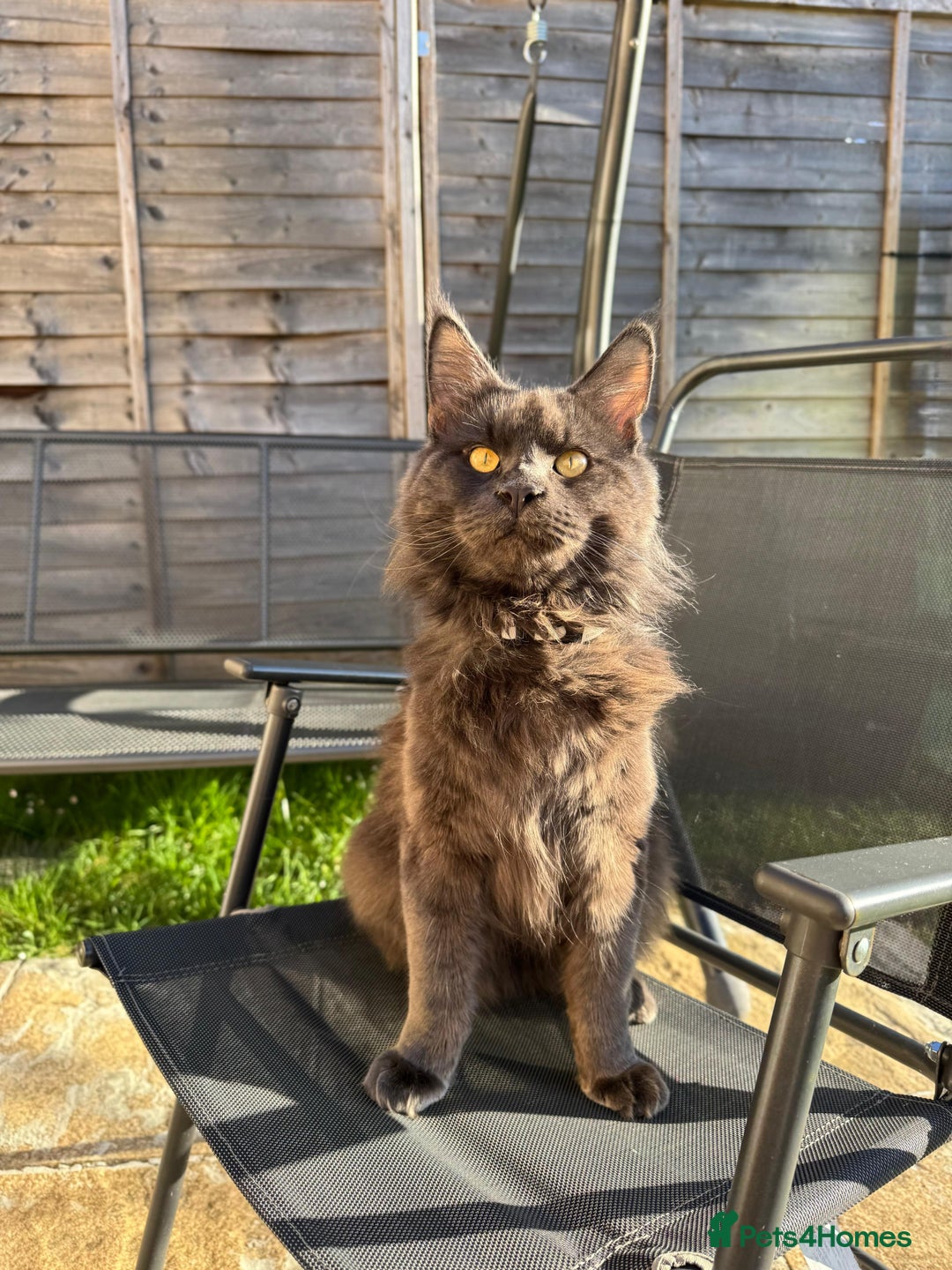 Maine Coon cats for stud: Mr Jasper - Image 1