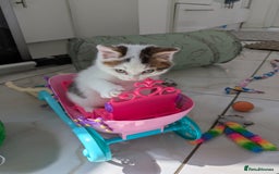 Siberian cats for sale: Unique Female Siberian Kitten - Image 9