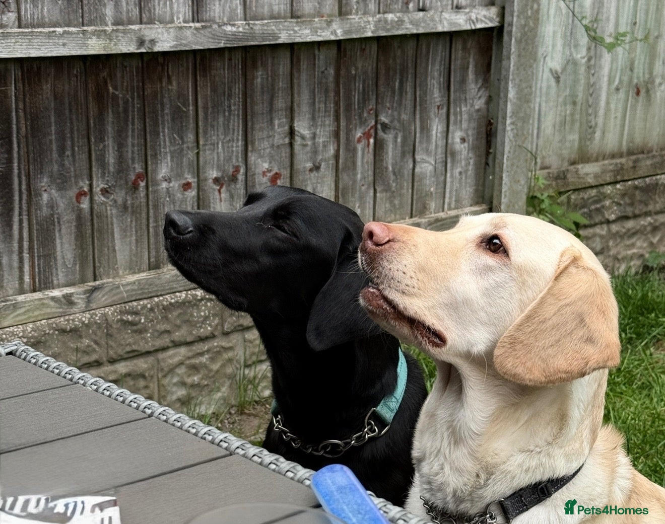 Labrador Retriever dogs Two Labradors looking for their forever home - Advert 16