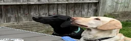 Labrador Retriever dogs for sale: Two Labradors looking for their forever home in Liverpool - Advert 1