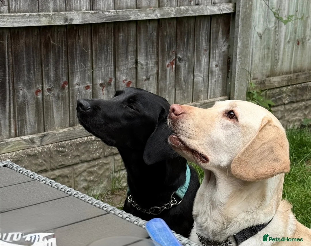 Labrador Retriever dogs for sale: Two Labradors looking for their forever home in Liverpool - Advert 1