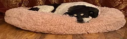 Mixed Breed dogs for adoption: Stella ⭐️ in Ely - Advert 4