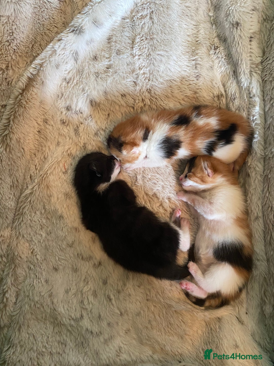 Domestic Shorthair cats for sale: Three beautiful kittens - Image 1