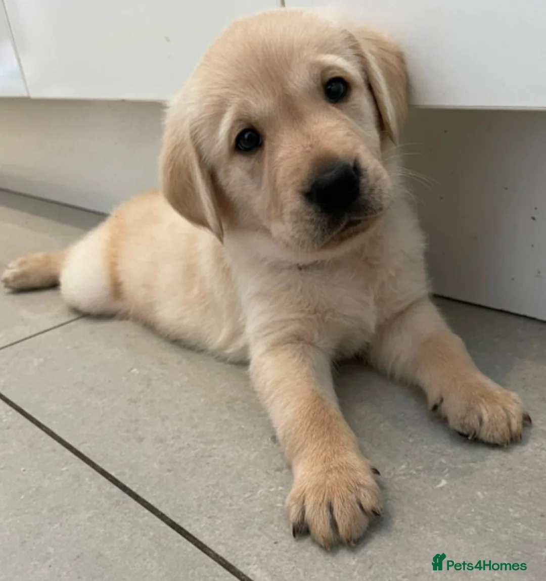 Golden Retriever dogs for stud: exceptional PROVEN dog available for stud  in Northwich - Advert 26