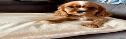 Cavalier King Charles Spaniel dogs for sale: Beautiful KC Registered Litter - Advert 4