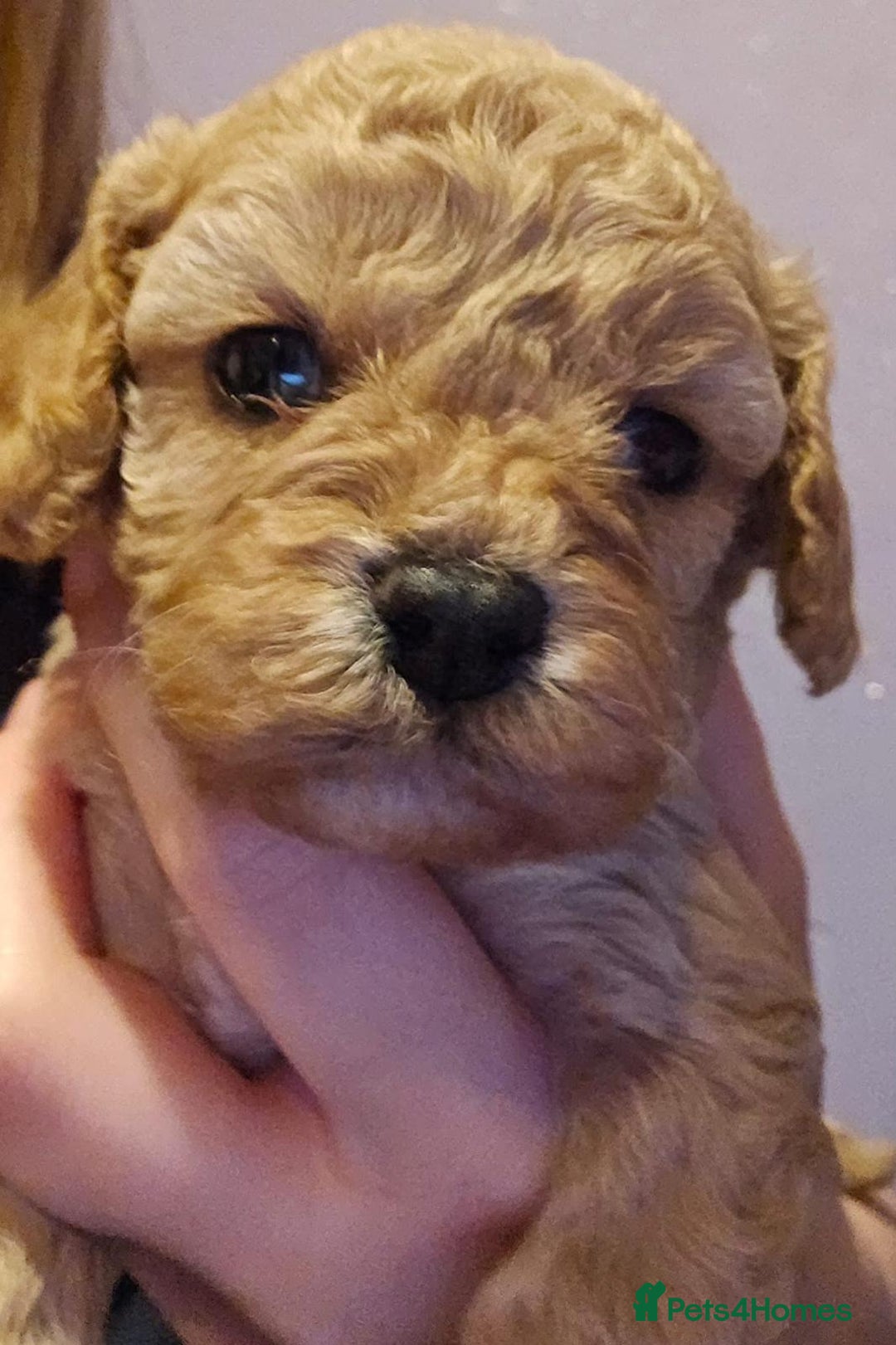 Cavapoo dogs for sale: Cavapoo puppies - Advert 4
