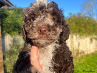 Sproodle dogs Beautiful Sproodle Babies - Advert 11